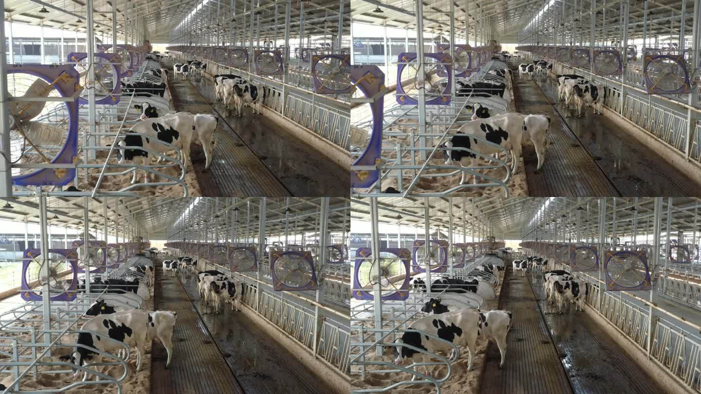 航拍现代化奶牛养殖牧场环境