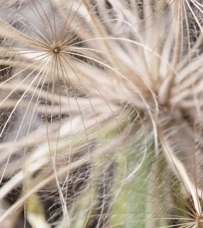 在超宏观下，蒲公英的绒毛，也就是角蒲公英的种子，在做圆周运动。垂直视频。