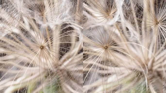 在超宏观下，蒲公英的绒毛，也就是角蒲公英的种子，在做圆周运动。垂直视频。