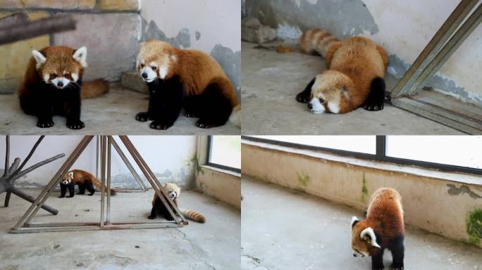 高清 浣熊小熊猫小动物 动物园干脆面素材
