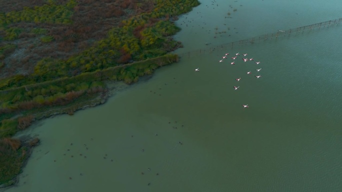 火烈鸟在浅水草原泻湖的慢动作。粉红鸟自然纪录片。火烈鸟群无人机空中飞行。
