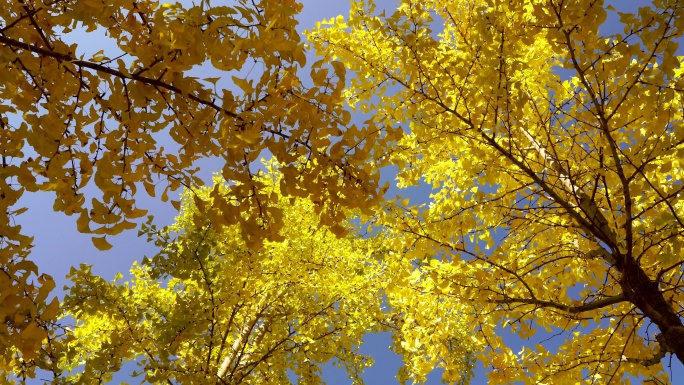 阳光下枝繁叶茂的银杏树和金黄色银杏叶