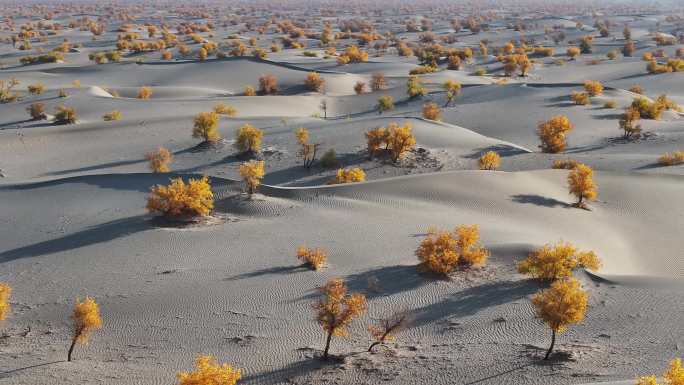 塔克拉玛干沙漠胡杨林（4K)