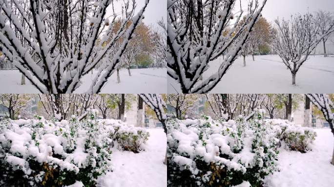 冬季雪天休闲广场公园植物树梢上的积雪