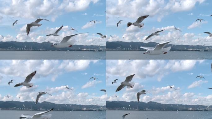 鸟海鸥大海飞鸟飞翔天空蓝天候鸟梦想海鸥鸟
