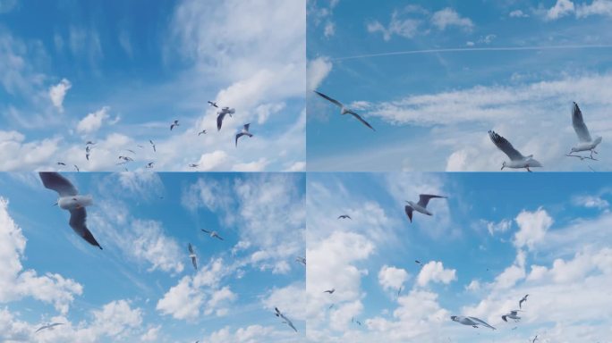 海鸥飞翔