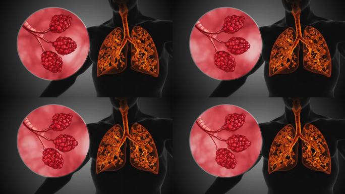 肺泡人体呼吸系统的肺泡结构