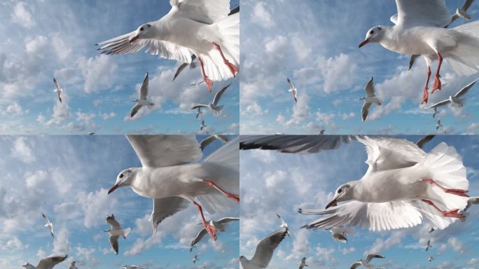 鸟海鸥大海飞鸟飞翔天空蓝天候鸟梦想海鸥鸟