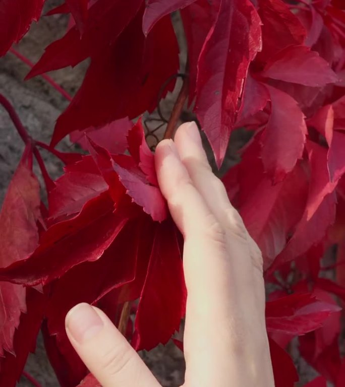 手指触碰秋天的红叶五叶常春藤，竖拍。