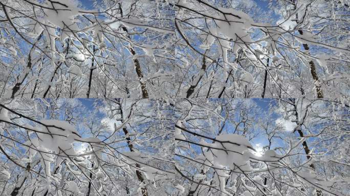 ⚝4K横屏⚝雪景雾凇蓝天白雪东北树挂