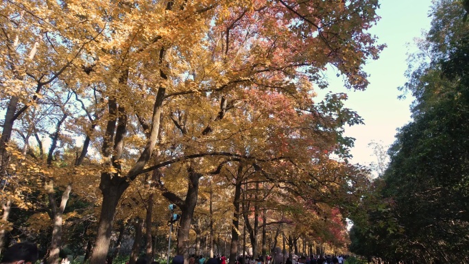 石象路古神道