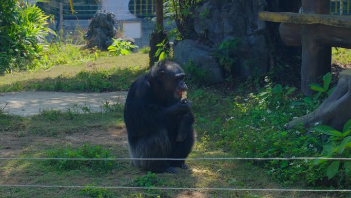 动物园里的黑猩猩