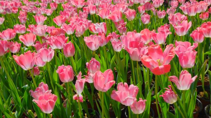 春天公园花圃花展鲜花郁金香合集