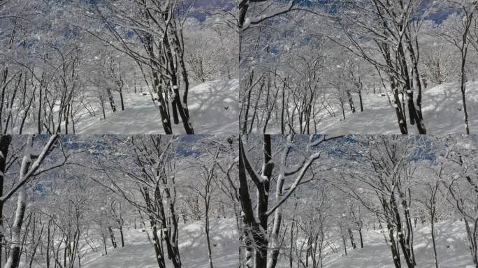 ⚝4K航拍⚝东北雪景雾凇雪凇森林白雪意境