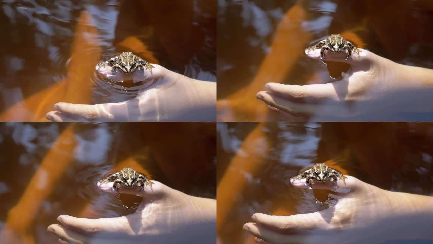 阳光下，孩子在河里洗澡，手里拿着一只抓来的斑点蛙