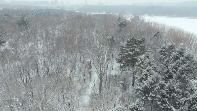 【长春】南湖公园雪景