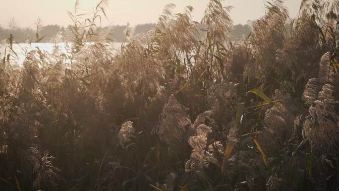 唯美4K秋冬季江边芦苇和茅草空镜素材