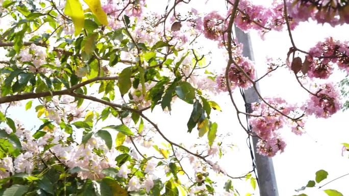 在印度尼西亚东爪哇泗水的一棵树上，开花季节的粉红色Tabebuia花或玫瑰色Tabebuia