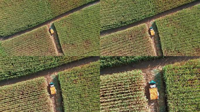 农田农业 农村经济