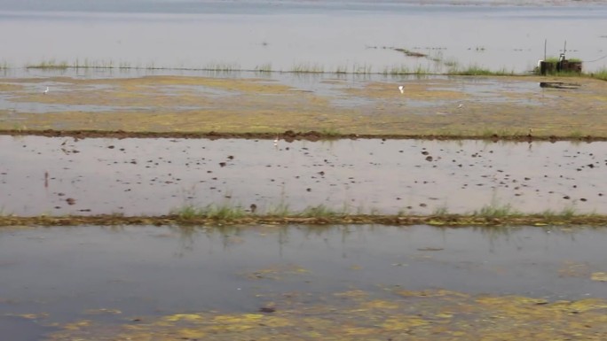 河流地区进行大米检查