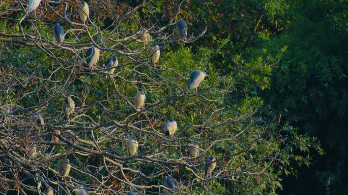 树枝上站满了鸟 池鹭夜鹭停在树枝上
