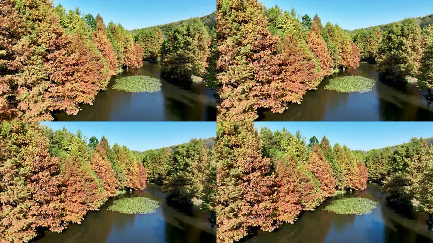 秋天色彩鲜艳的南京燕雀湖落羽杉森林航拍
