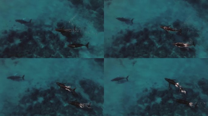 鲸鱼喷水镜头