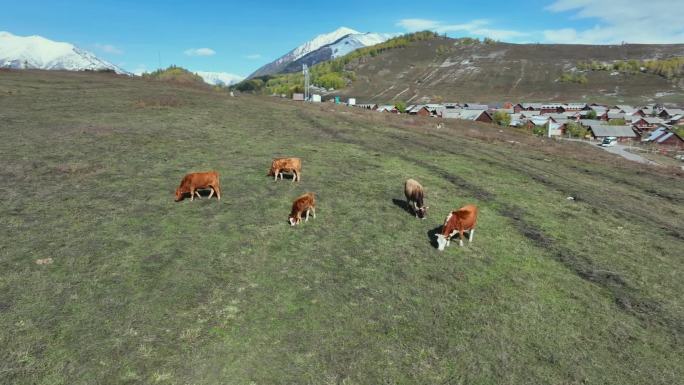 雪山牛群航拍牧场草原草地畜牧业风光
