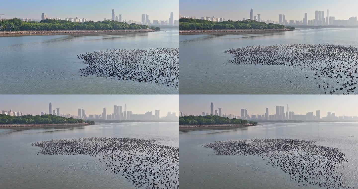 4K深圳湾候鸟群飞