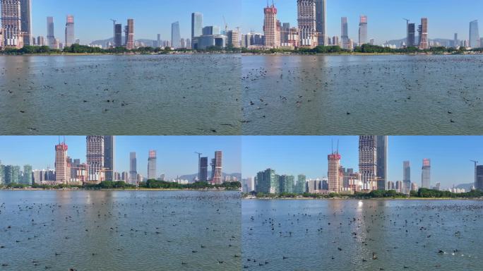 4K深圳湾鸬鹚生态航拍