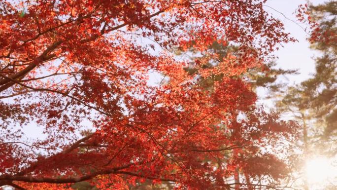 山上长满了树秋天树林红色树叶视频素材