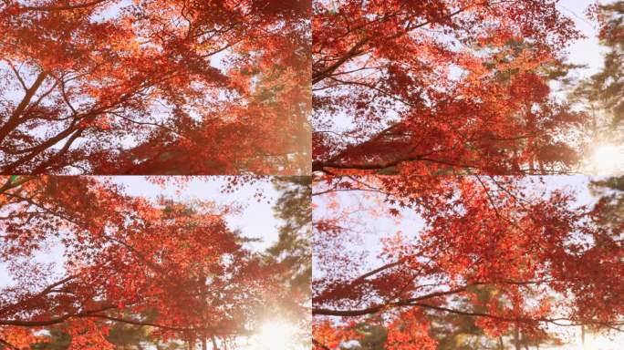 山上长满了树秋天树林红色树叶视频素材
