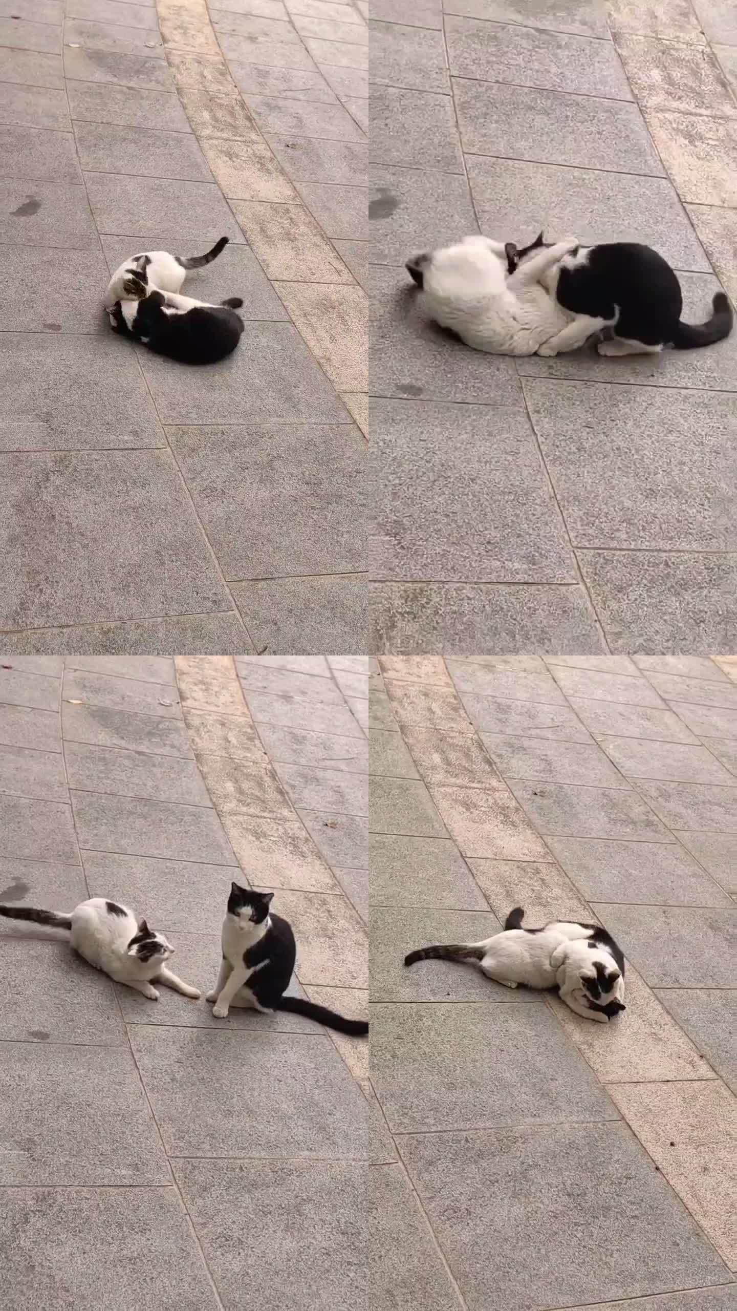 猫猫大家：奶牛猫怎么这么手欠啊！