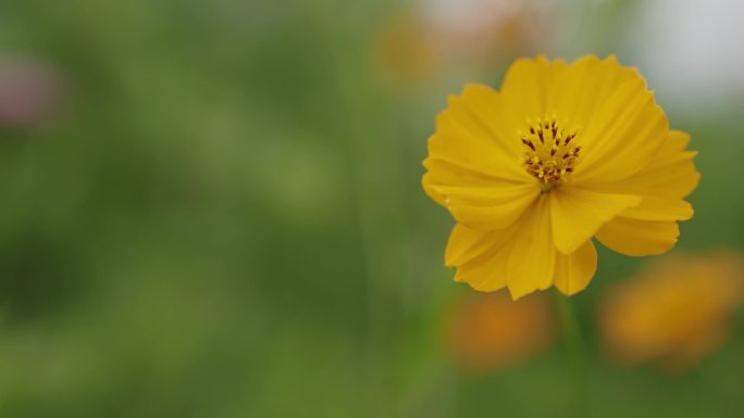 黄色小花 波斯菊 蓝天 花朵 鲜花 花草