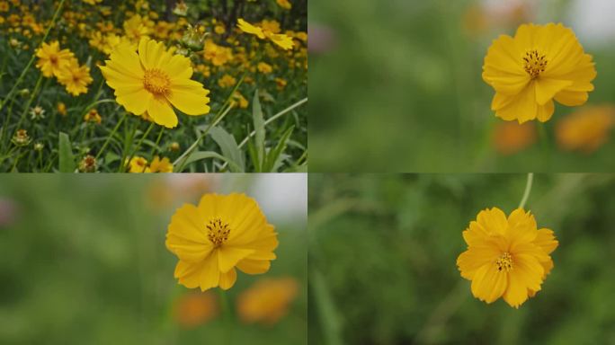 黄色小花 波斯菊 蓝天 花朵 鲜花 花草