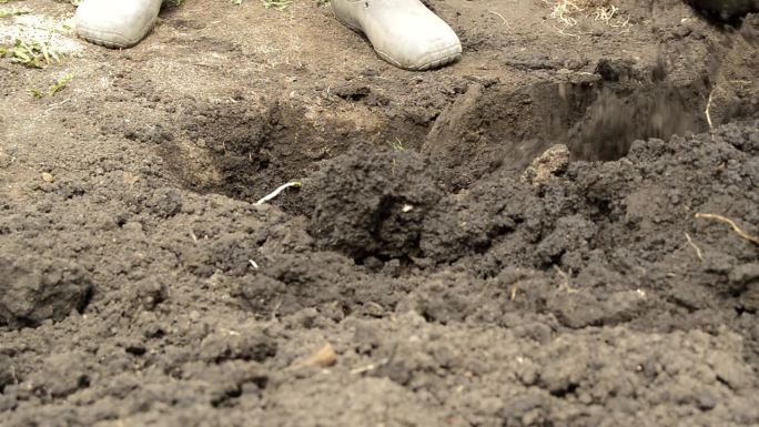 一个穿着胶鞋的男人的腿特写。一个农民在他的花园里用铲子挖土。有机农业和生态蔬菜种植的理念