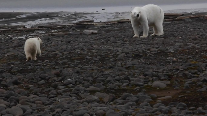 北极熊母熊带着幼崽正在接近营地