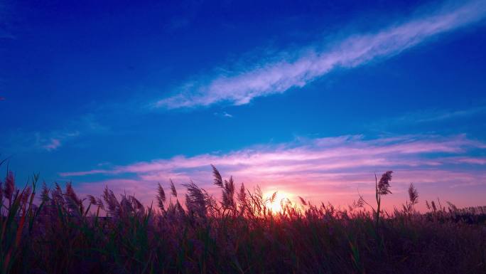 夕阳西下、冬天的芦苇荡