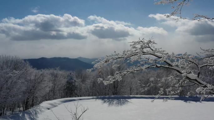 ⚝4K航拍⚝东北雪景蓝天白雪树挂雾凇视频