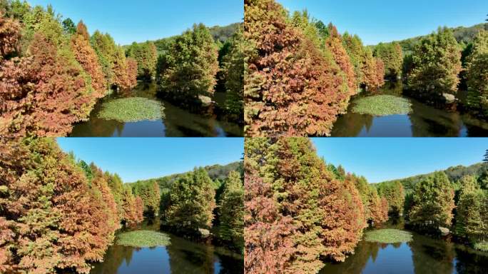 秋天色彩鲜艳的南京燕雀湖落羽杉森林航拍