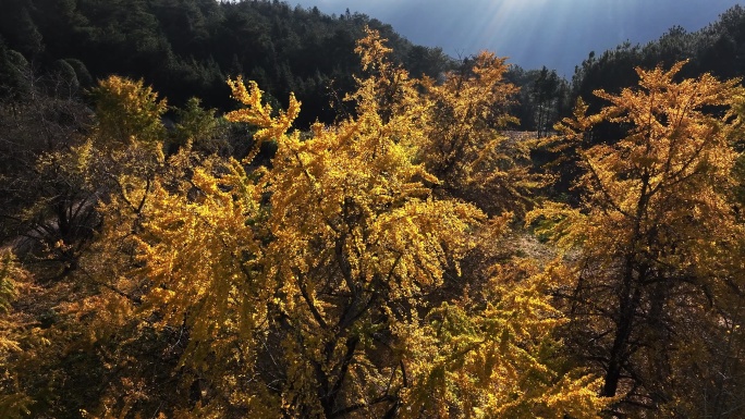 秋天早晨阳光洒在山上金黄色的银杏树上