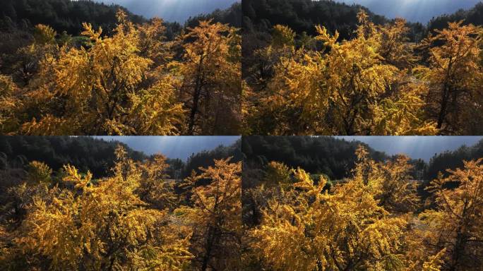 秋天早晨阳光洒在山上金黄色的银杏树上