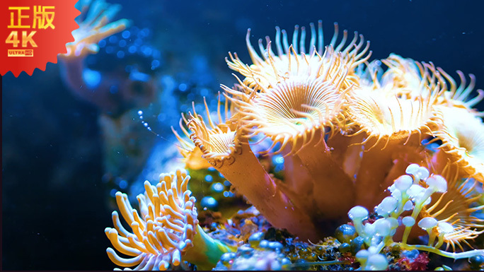 4K海底世界珊瑚与海葵淡水水族鱼类饲养
