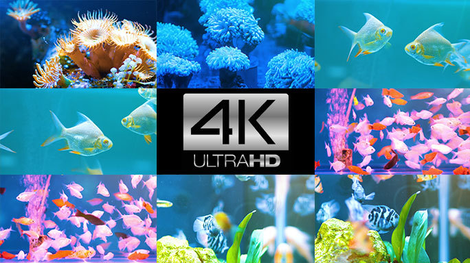 4K海底世界珊瑚与海葵淡水水族鱼类饲养