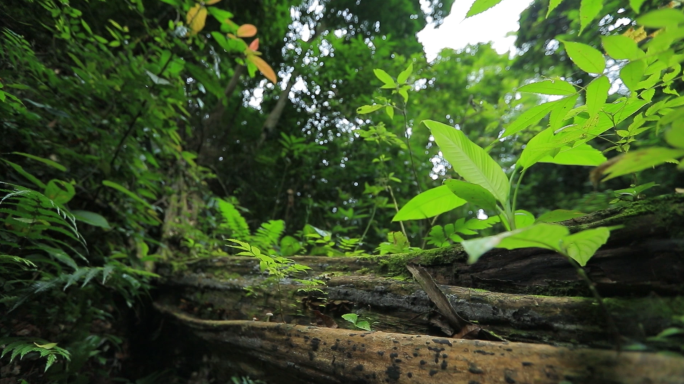 西双版纳雨林各种植物特写｜微镜