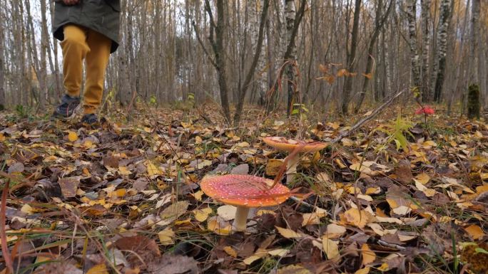 一个男孩在秋天的森林里用棍子打飞木耳蘑菇