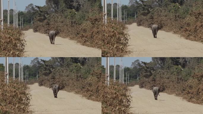 一只亚洲水牛，美洲虎保护项目的一部分，在巴西潘塔纳尔的帕坦内拉河的砾石路上走向Jofre港。