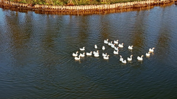 一群鹅在湖里畅游
