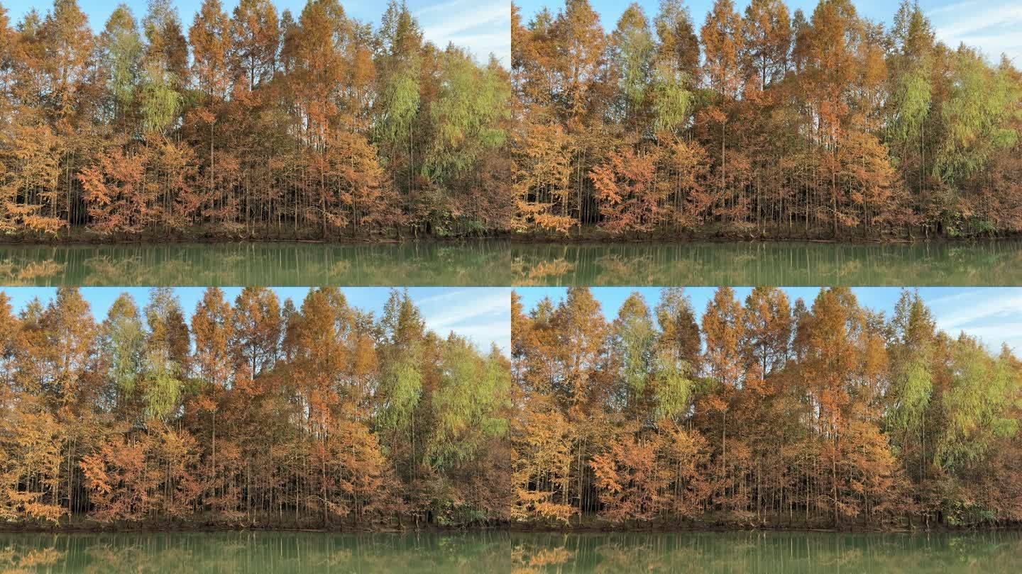 秋天湖边的树木黄色的叶子