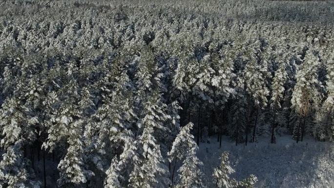 鸟瞰图在美丽的冬日，树梢被冰雪覆盖。在美丽宁静的冬日早晨，飞过令人惊叹的白松林。飞越波兰新雪覆盖的冬